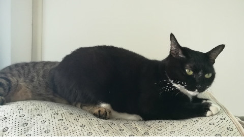 关于一只舔猫的欲罢不能